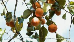 Fighting Food Waste in Los Angeles Instructional Video