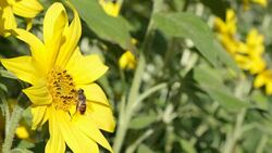 Sunflower rocking in the wind with a bee foraging on the bright yellow flower. Stock Footage