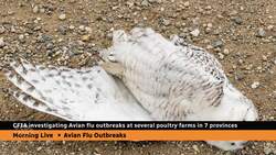 CFIA investigating avian flu outbreaks at poultry farms in 7 provinces News Clip