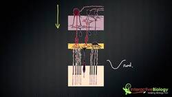 032 Visual Processing in the Retina Instructional Video