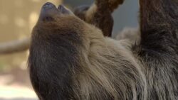 There is a Lot More To Learn About Sloths Than You Might Think Instructional Video
