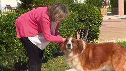 No Brexit panic on Greek holiday island with UK ties Instructional Video