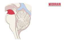 Understanding the Brainstem and Cerebellum: Key Functions and Structures Instructional Video