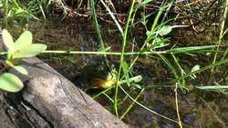 Acadia National Park - American Bullfrog Instructional Video