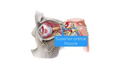 Cranial nerves Instructional Video