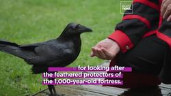 Meet the Tower of London's new ravenmaster: Protecting the kingdom from a dark prophecy News Clip