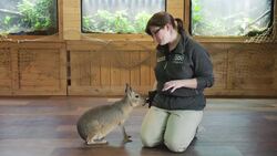 Bark Like a Dog! This Capybara Is More Man’s Best Friend Than…Well…Rodent Instructional Video