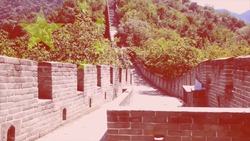 The Evolution of Wheat: From Wild Grass to Common Crop Instructional Video