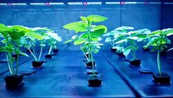 Hydroponics Lab Growth Crop 4K Stock Footage