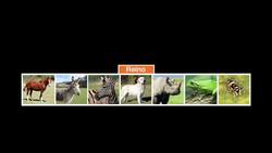 Género Instructional Video