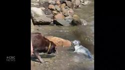 #TheMoment a dog and seal pup met on a Quebec beach News Clip