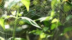 Spider (Hosselt's Spiny Spider) Building a web in forest, Thailand. Stock Footage