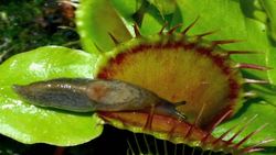 TED: The roots of plant intelligence | Stefano Mancuso Instructional Video