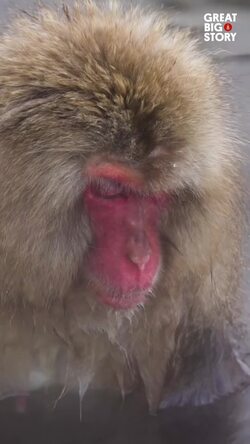Snow monkeys' spa day, relaxing in Japan's hot springs Instructional Video