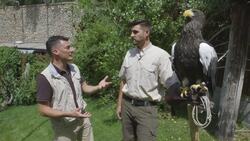 This Is One of the Heaviest Eagles in the World Instructional Video