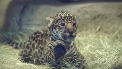 This Amazing Jaguar Cub Is Getting Used to the Sounds of the People Around Him Instructional Video