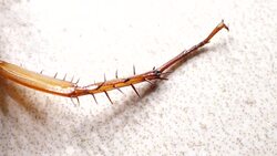 Roaches Stock Footage