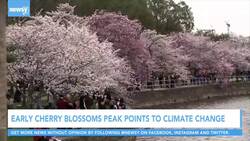 Early Cherry Blossoms Peak Points To Climate Change News Clip