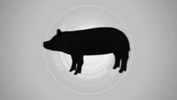 Gene-edited pigs resistant to deadly PRRS virus Instructional Video