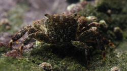 Ecosystem Activator: Marine Coasts. Age 10 - 14. Instructional Video