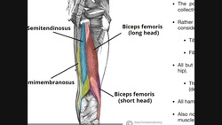 Posterior Thigh Compartment | Hamstrings Origins, Insertions, Etc. Instructional Video