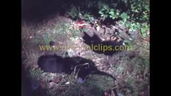 Kittens, Home in Autumn and Manger, 1940s Stock Footage