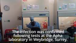 Pet cat falls ill with coronavirus in UK News Clip