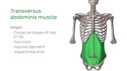 Muscles of the abdominal wall Instructional Video