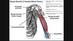Anterior Arm Compartment - Biceps Brachii, Brachialis, & Coracobrachialis Instructional Video