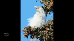 #TheMoment a white raven became a local celebrity in Alaska News Clip