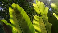 bird's nest fern with sunlight Stock Footage
