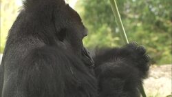 A Gorilla Named Frank Celebrates His Second Birthday Instructional Video