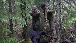 Spear killing of bear sparks outrage News Clip