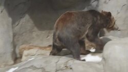 A Donation of 15 Tons of Snow Makes These Grizzlies Super Excited Instructional Video