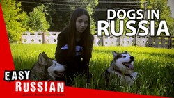 What do you like about dogs? | Easy Russian 5 Instructional Video