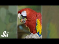 Do birds have a dominant foot? #shorts #science #SciShow Instructional Video