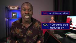 The Urinary System Anatomy and Physiology (An Introduction) Instructional Video