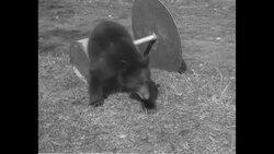 Chained bear cubs at Fox Farm in Wayne, NJ drink from bottles, play with toys and show distressed behavior News Clip