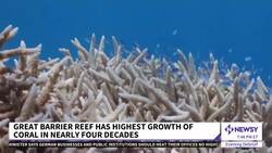 The Great Barrier Reef Has Highest Growth Of Coral In Nearly 40 Years News Clip