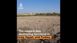 Invasive flower choking off livelihoods of Syrian farmers News Clip
