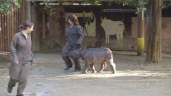 Baby Rhino Alert! This Could Be The Cutest Video You’ll See All Day Instructional Video