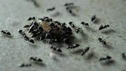 Ants Stock Footage