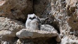 Great Horned Owl and Owlet Stock Footage
