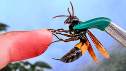 Stung by a Giant Banded Hornet! Instructional Video