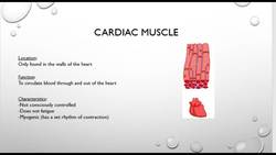 Anatomy and Physiology BTEC Sport Level 3 Unit 1- Types of Muscles Instructional Video