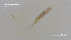 Making Decisions Without a Brain Instructional Video