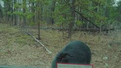 Looking for “bear” land Instructional Video