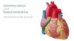 Lymphatics of the heart Instructional Video