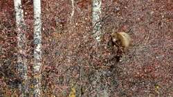 Ecosystem Activator: Temperate Forests. Age 10 - 14. Instructional Video