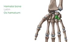 Bones of the wrist and hand Instructional Video
